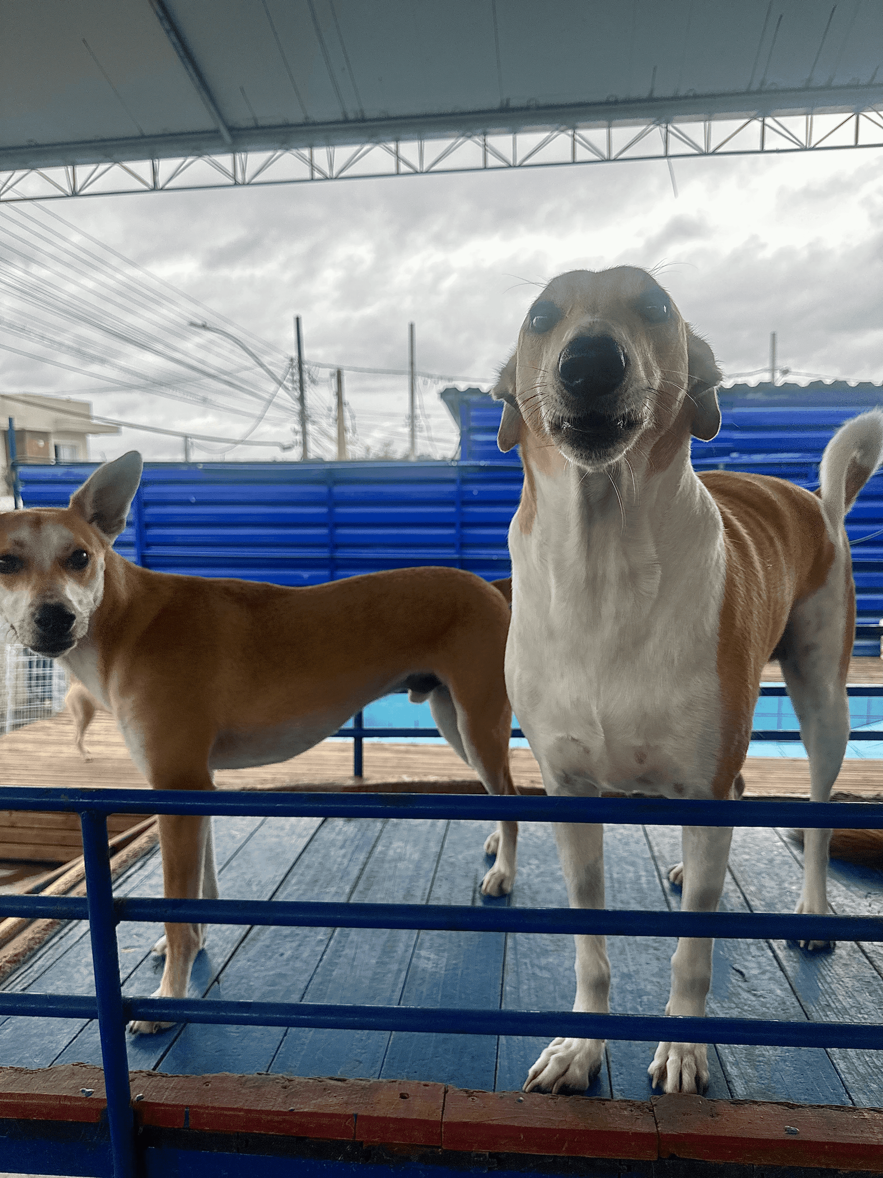 Foto da Galeria