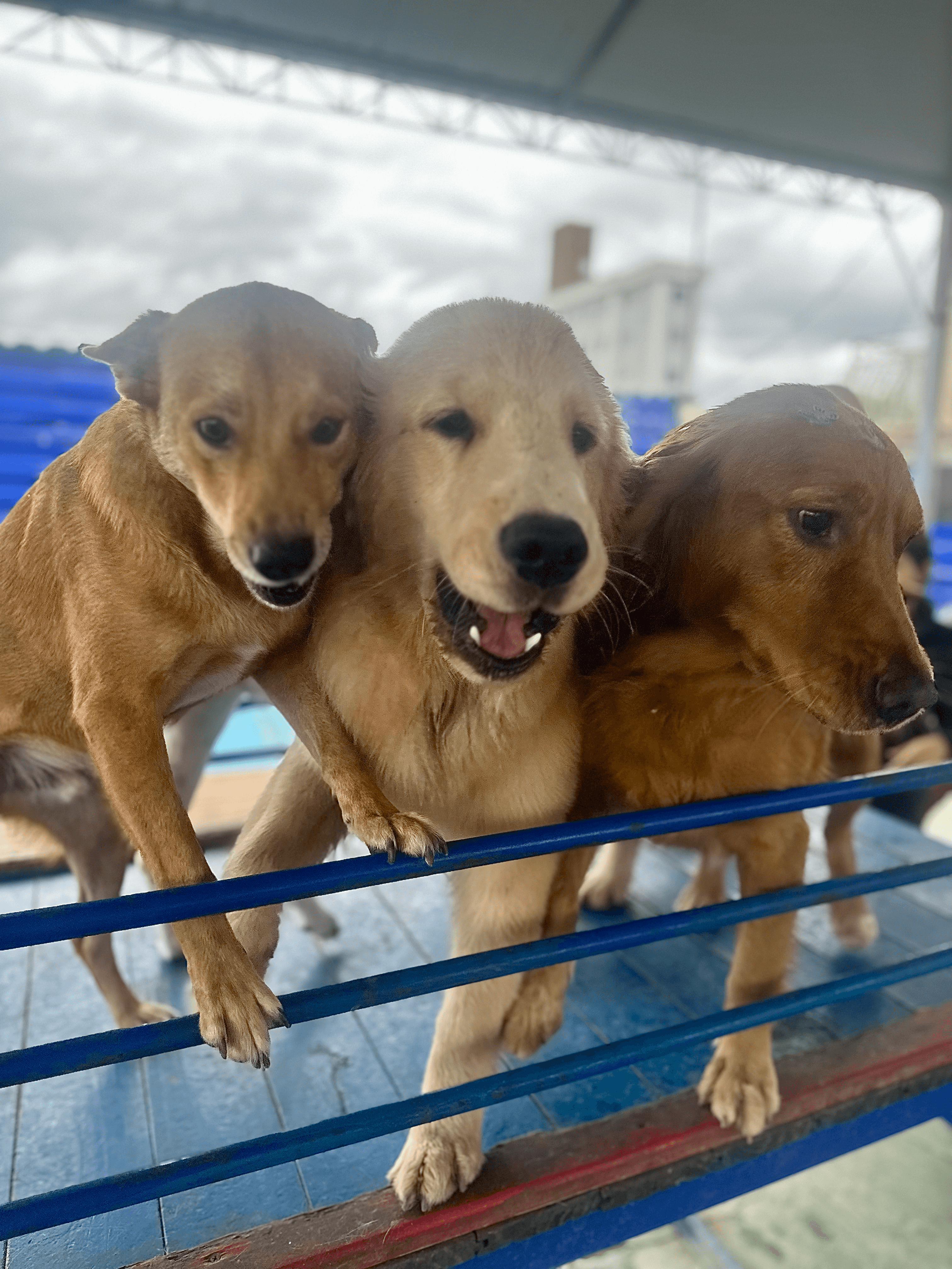 Foto da Galeria