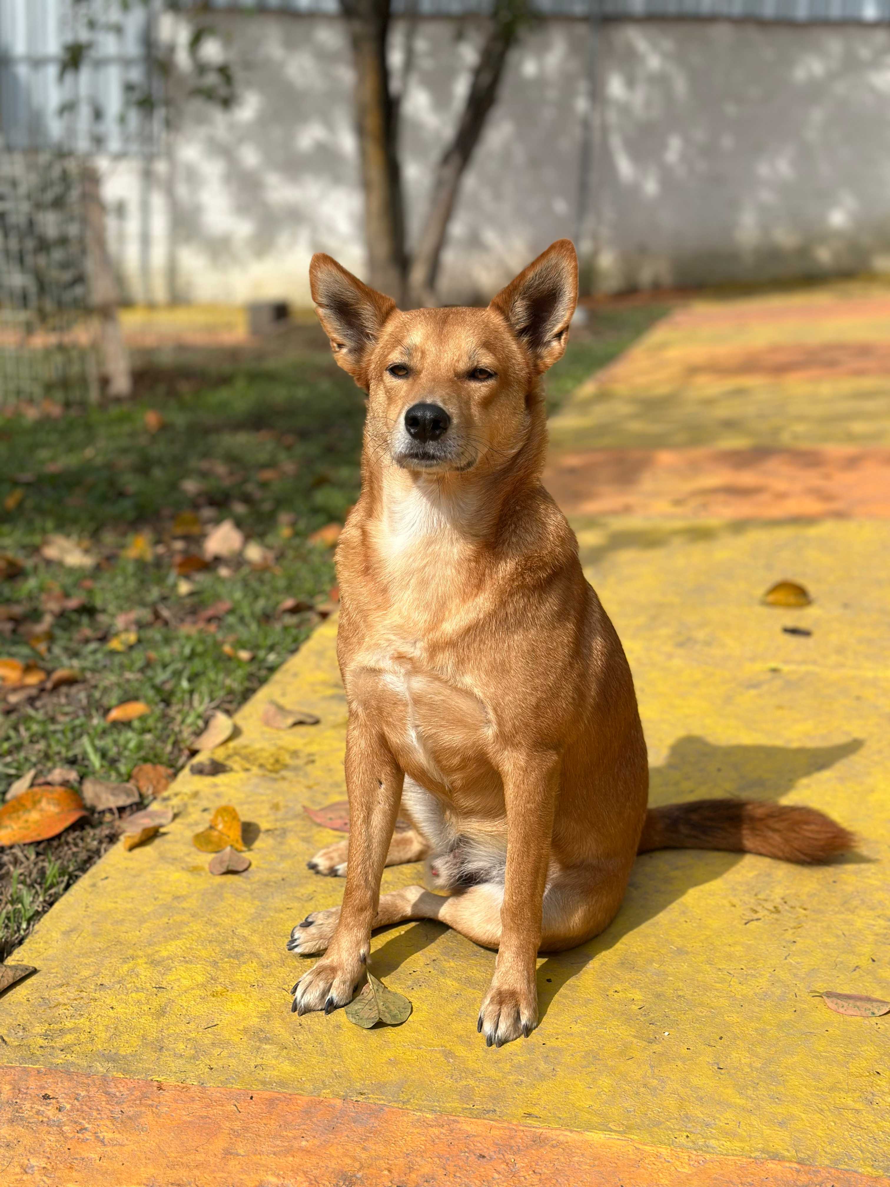 Golden Retriever sorridente olhando para cima