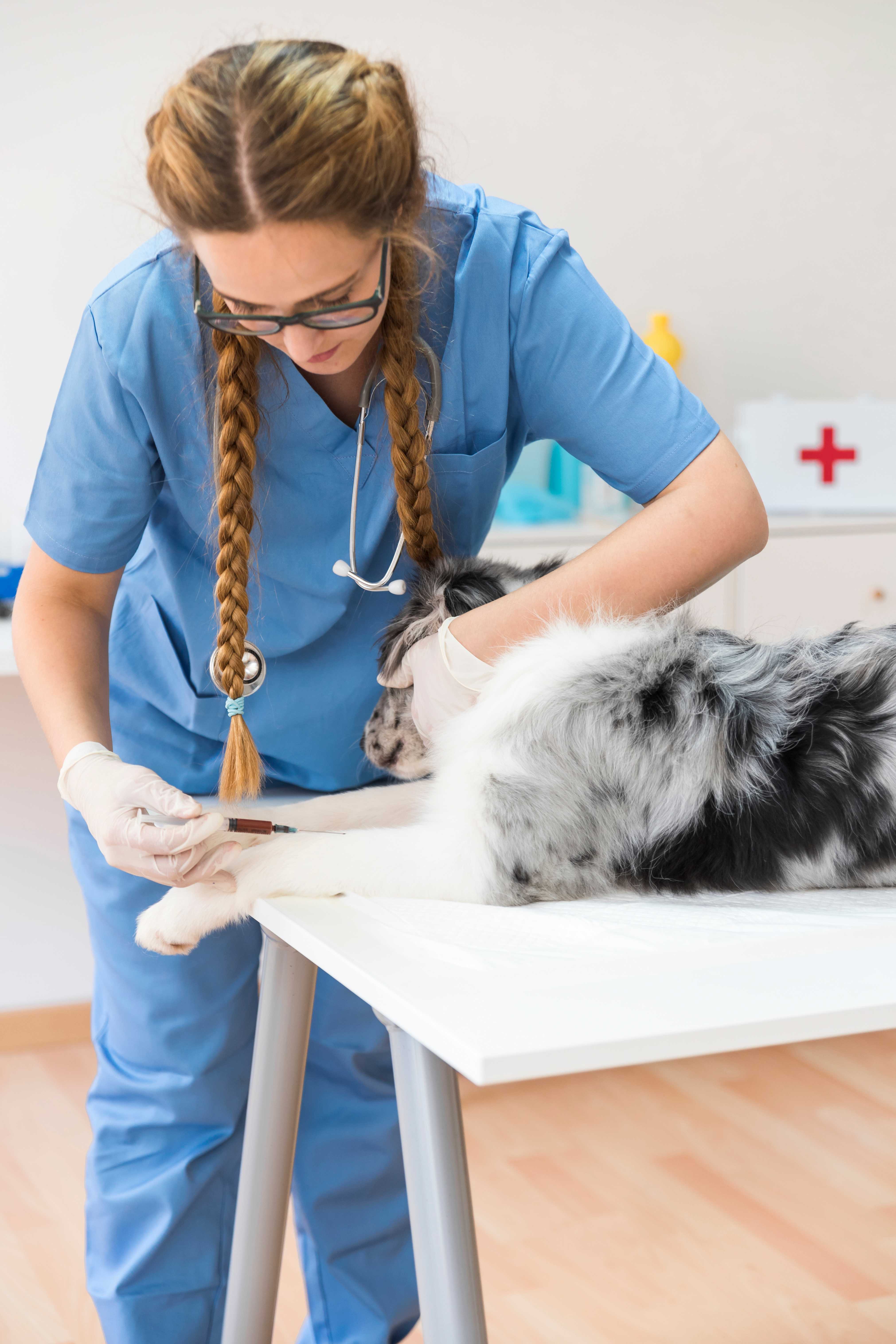 Emergências Veterinárias Landing Image