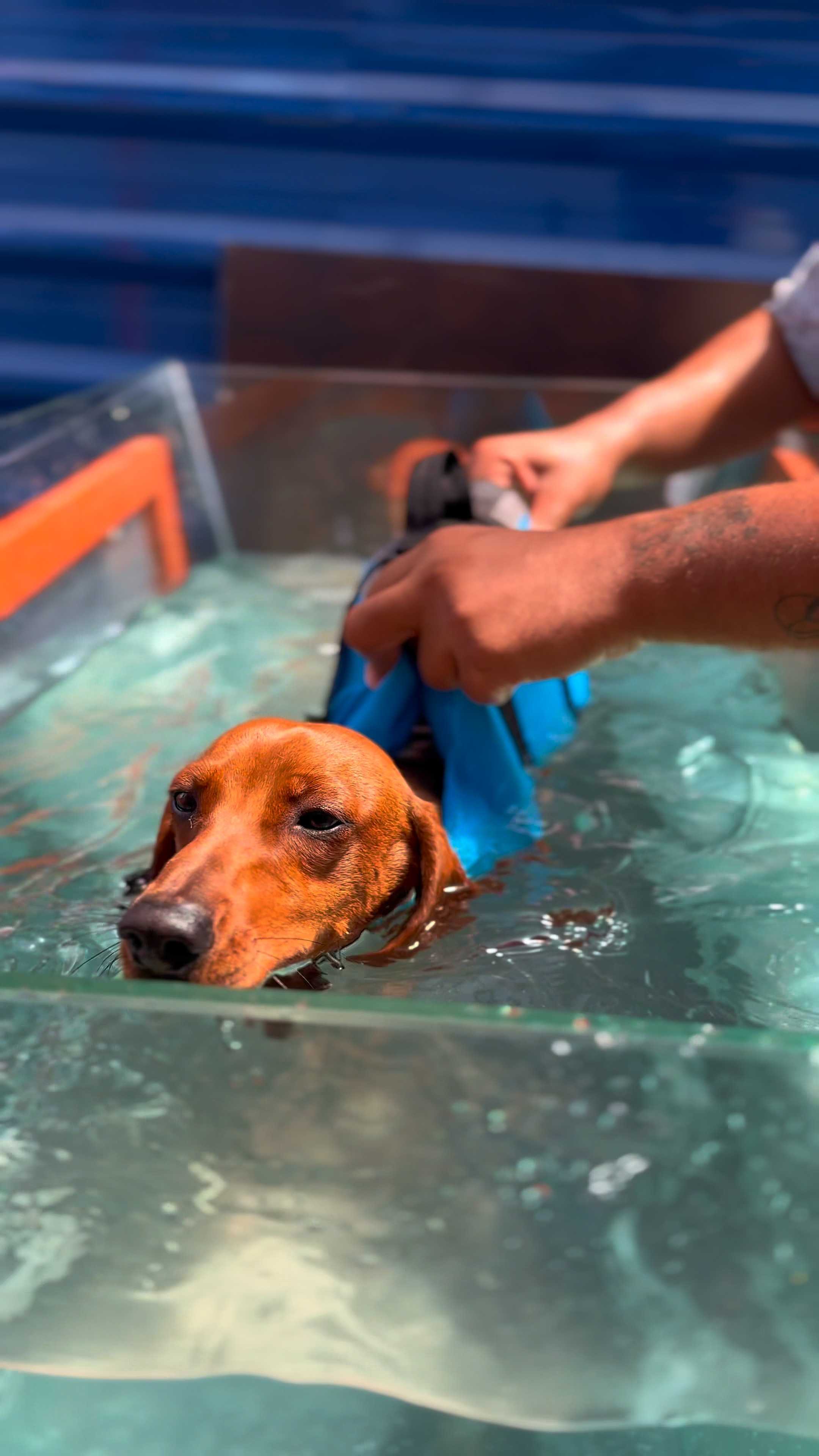 Cachorros brincando na creche pet sorridentes