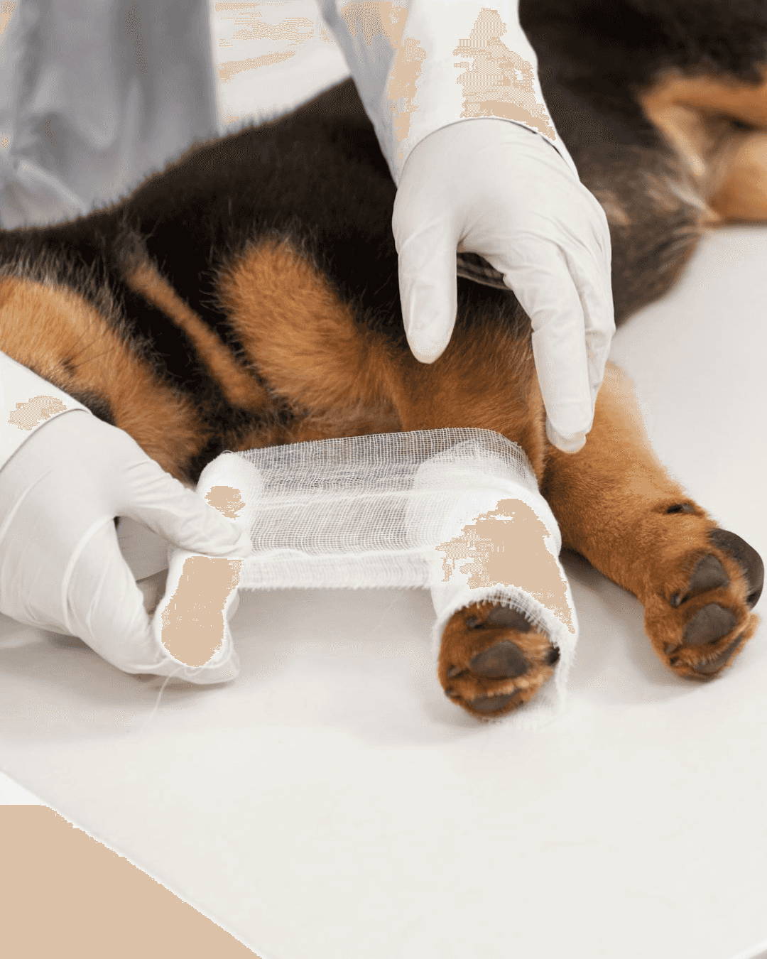 Emergências Veterinárias Landing Image