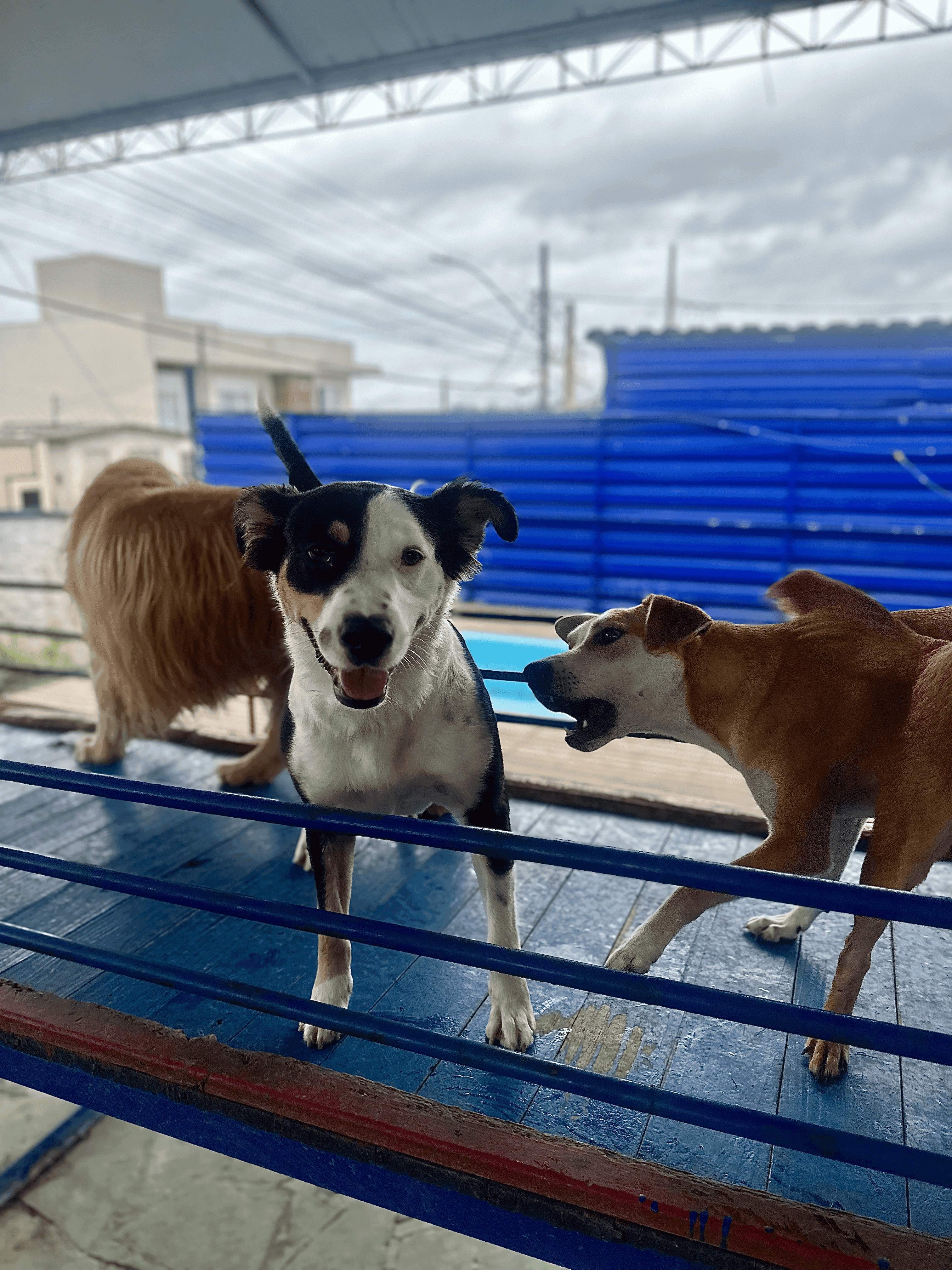 Foto da Galeria