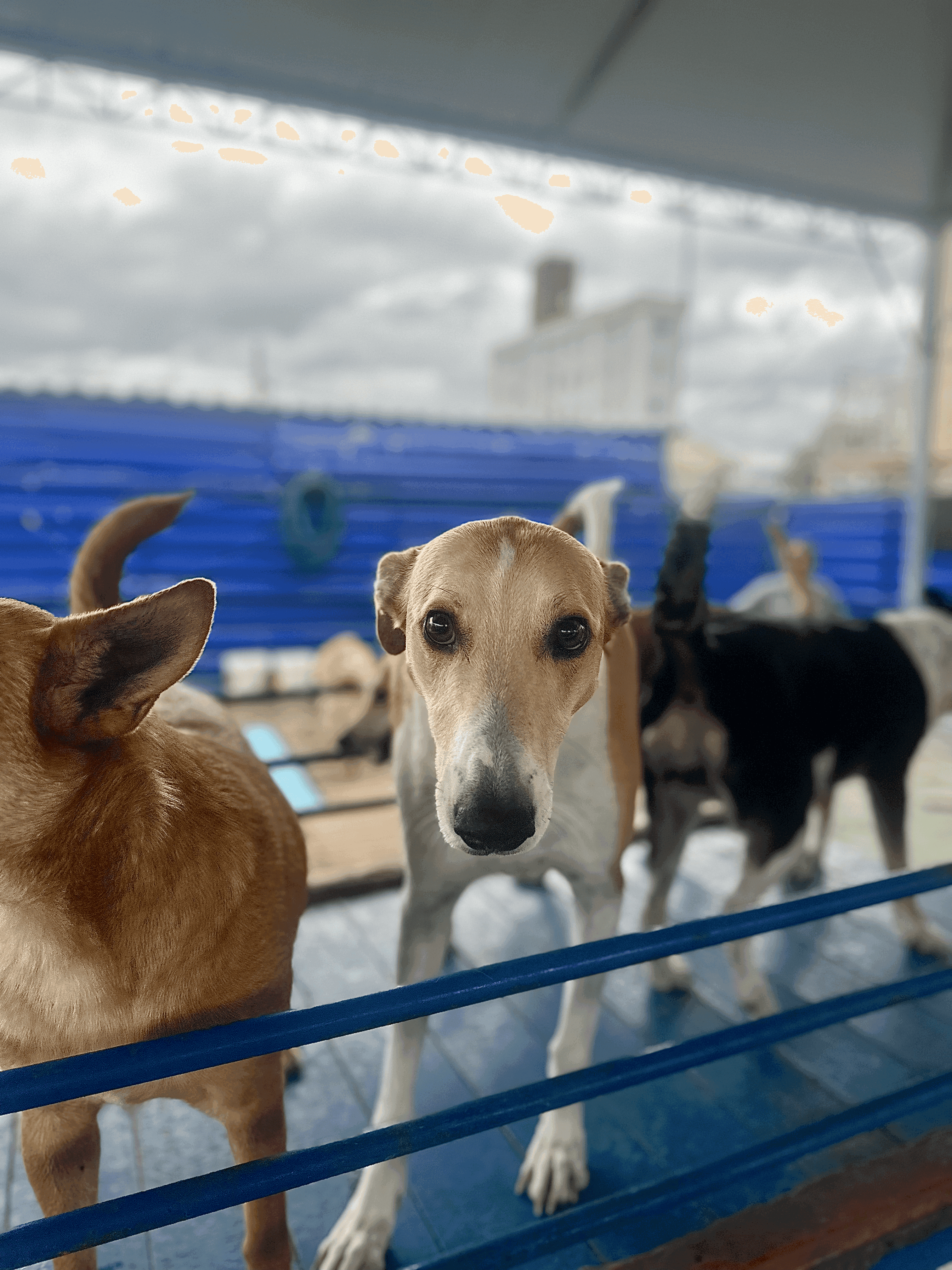 Foto da Galeria