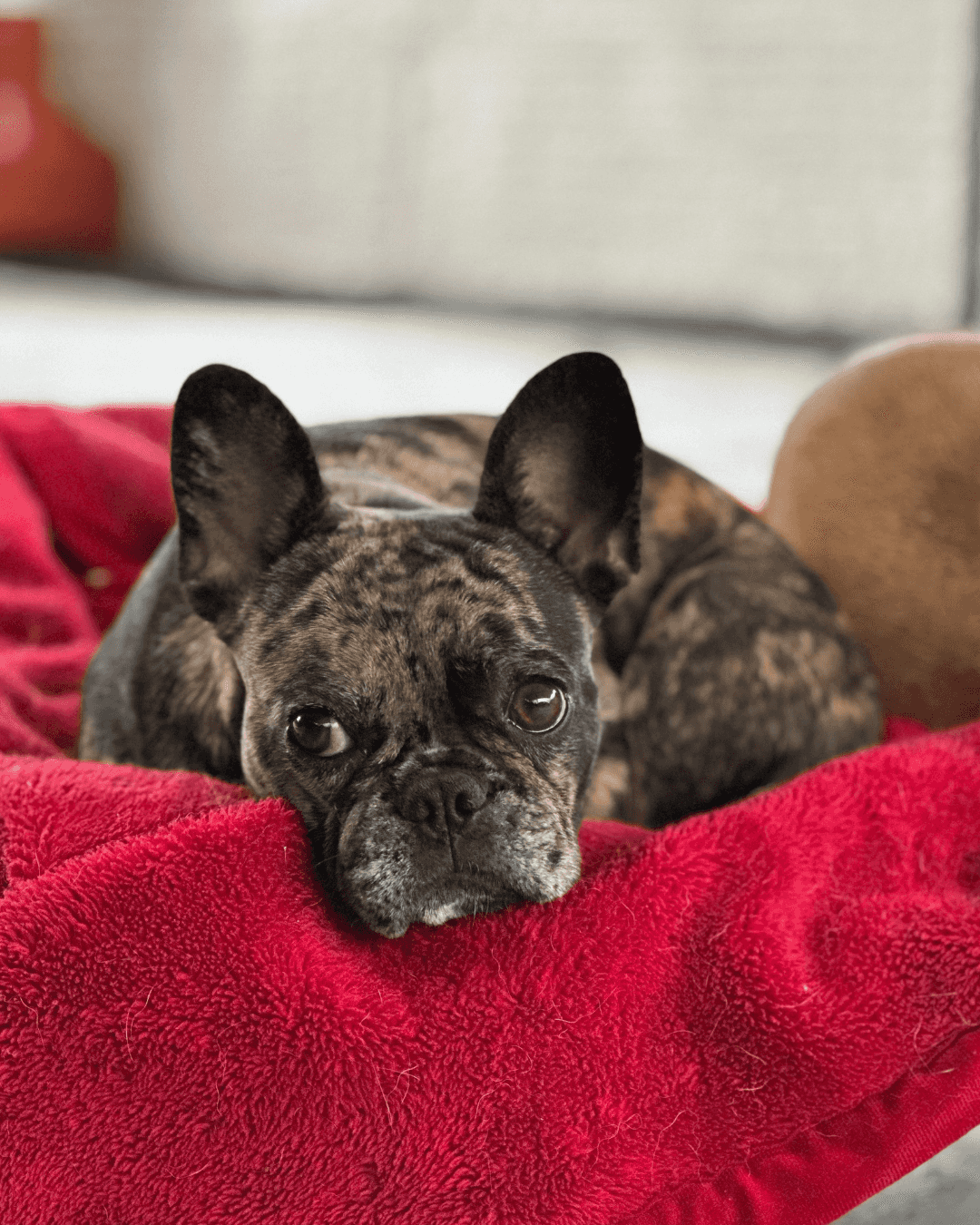 Hotelzinho Pet Landing Image