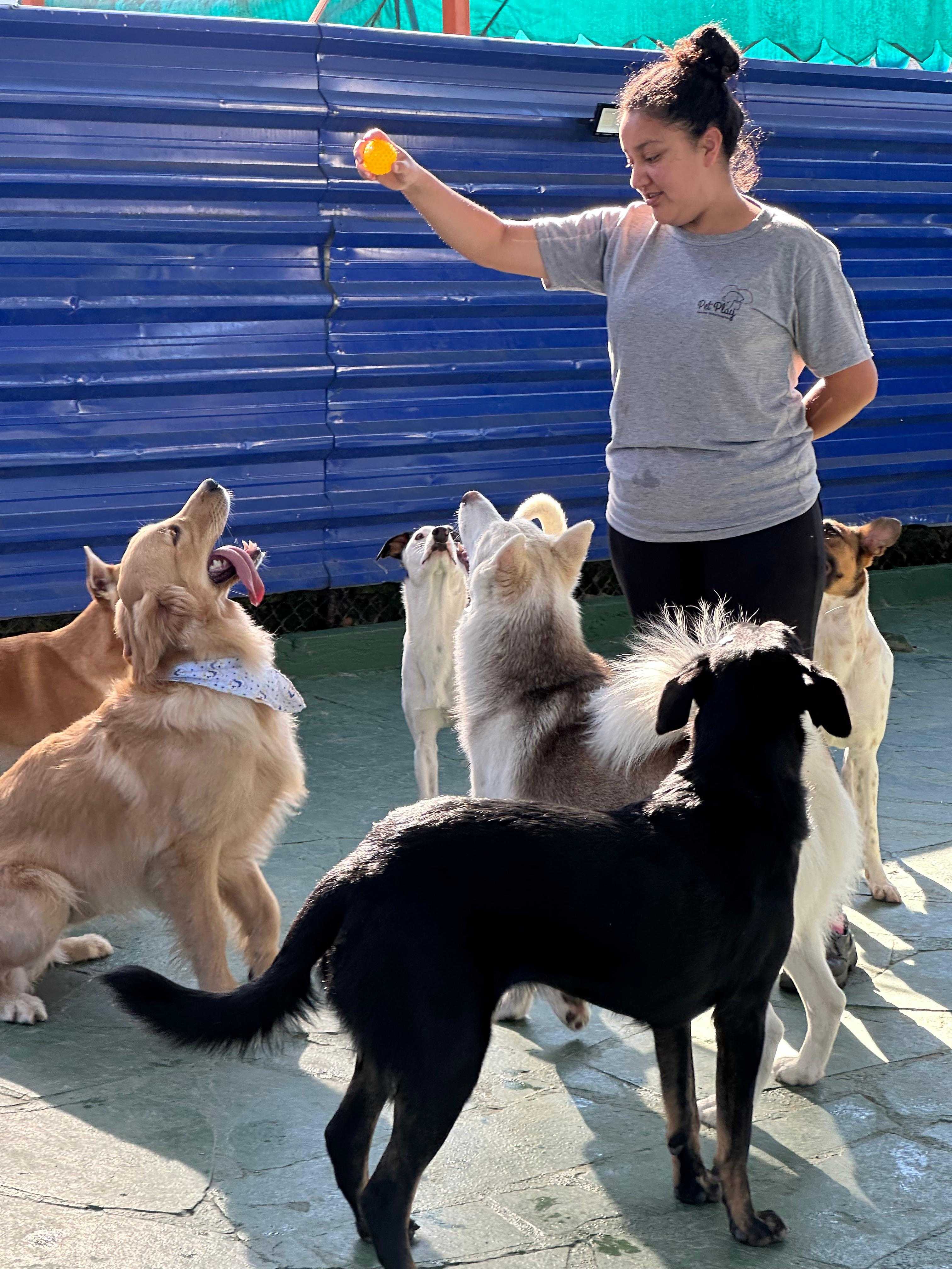 Cachorros felizes na creche pet interagindo com tutor