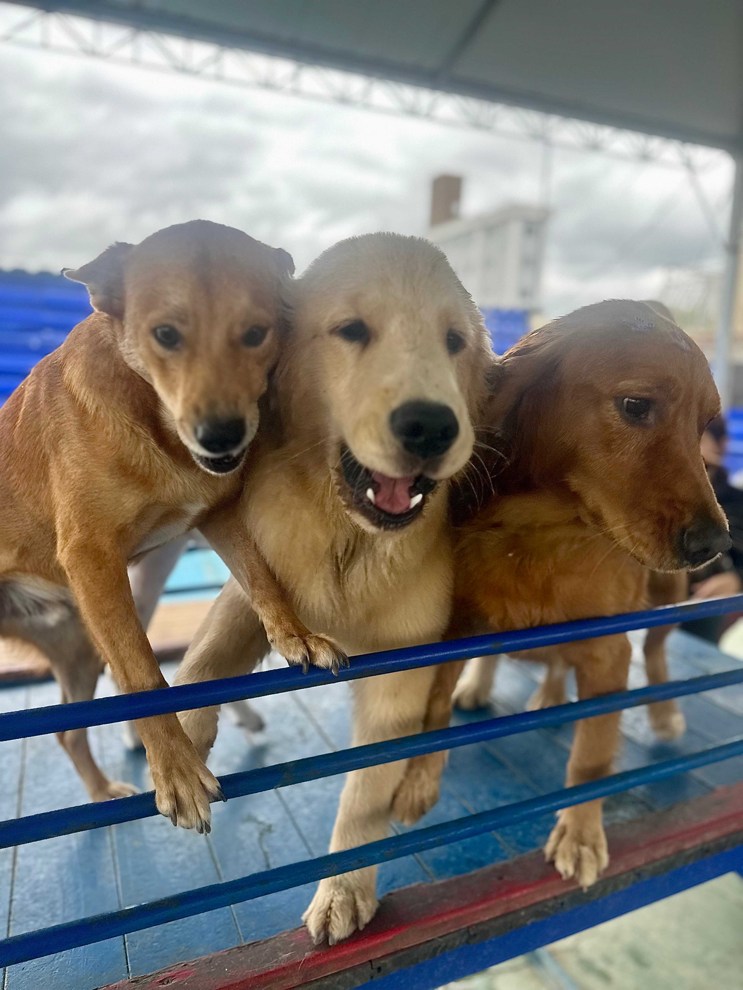 Cachorro deitado descansando e satisfeito
